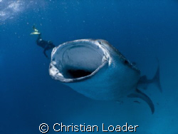 Whale Shark feeding at Hanifaru - Baa Atoll, Maldives.
O... by Christian Loader 
